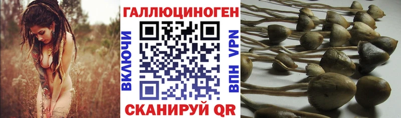 Псилоцибиновые грибы Cubensis Спасск